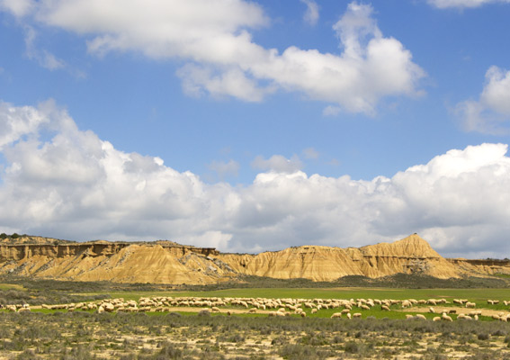 Flock of sheep at the Bardenas Reales