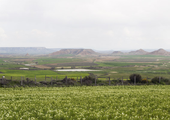 Las Bardenas Reales, más verdes que nunca