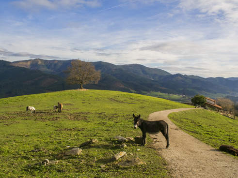 Grünes Landleben im Baskenland, Spanien